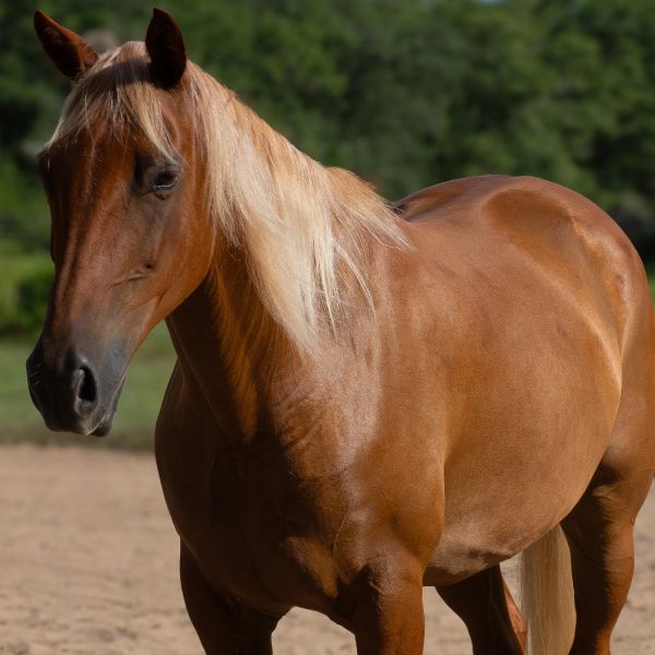 Brown horse with a light mane standing outdoors.