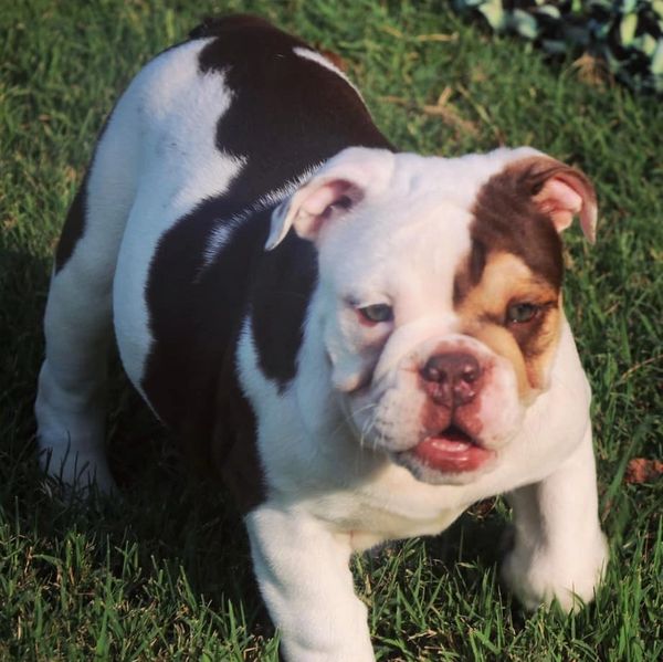 Hazel - AKC English Bulldog Female - Chocolate Tri