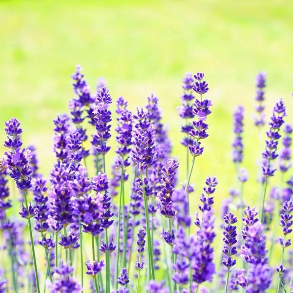 Lavender in bloom