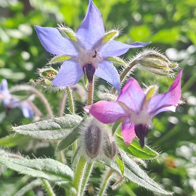 Borage. Companion planting.
