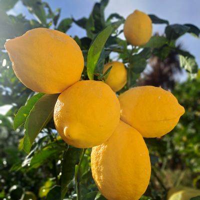 lemon tree. holistic care. fruit tree pruning.