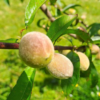 Stone fruit. Holistic care. fruit tree pruning.
