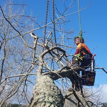 Arborist. Waikato