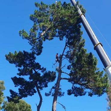 arborist. Crane work