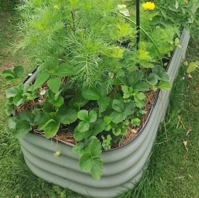 raised bed companion planting. Birdies raised bed.