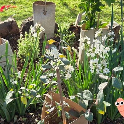 companion planting around trees.