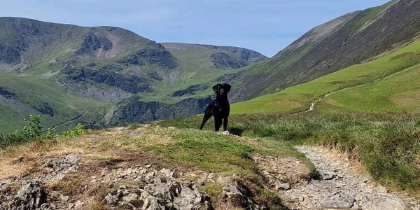 experienced dog walker in Cockermouth. Lake district, adventure days, Wedding Dog Chaperone