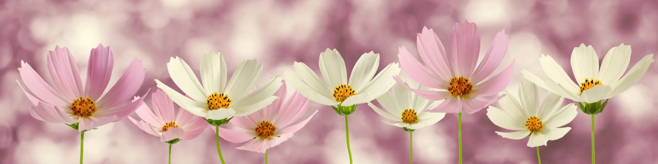 Pink and white meadow flowers on a lilac background