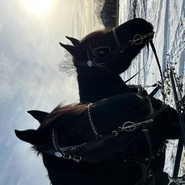 Two black horses with bridles in a snowy field during sunset.