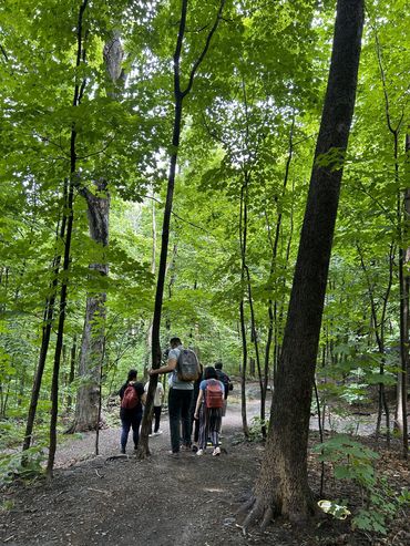 bain de forêt pour leaders et leurs équipes, au Mont-Royal à Montréal, apprentissage expérientiel