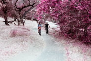 Romantic journalistic photo of a couple riding their bikes down a path in the woods. 
