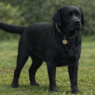Black Labrador standing on grass.