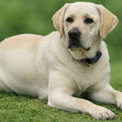 Light-colored Labrador Retriever lying on grass.