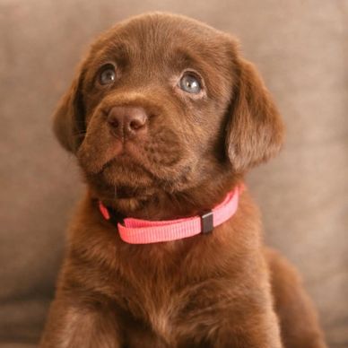 Cute chocolate lab puppy with a pink collar.