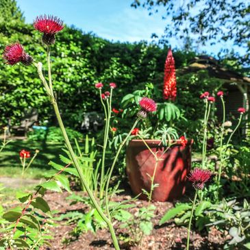 Red thistle flowers in a garden setting.