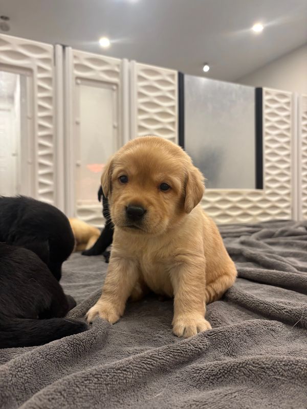 A cute golden retriever puppy sitting on a gray blanket indoors.