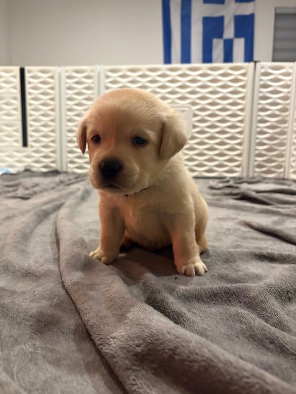 A small, light-colored puppy sitting on a soft gray blanket.