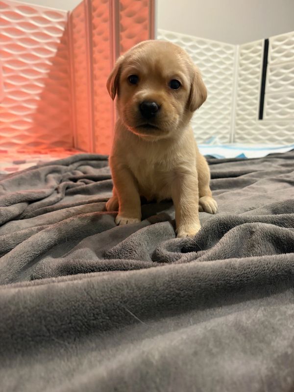 A small golden puppy sitting on a soft gray blanket indoors.