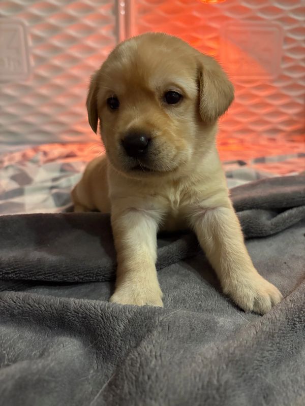 Cute golden Labrador puppy lying on a soft gray blanket.