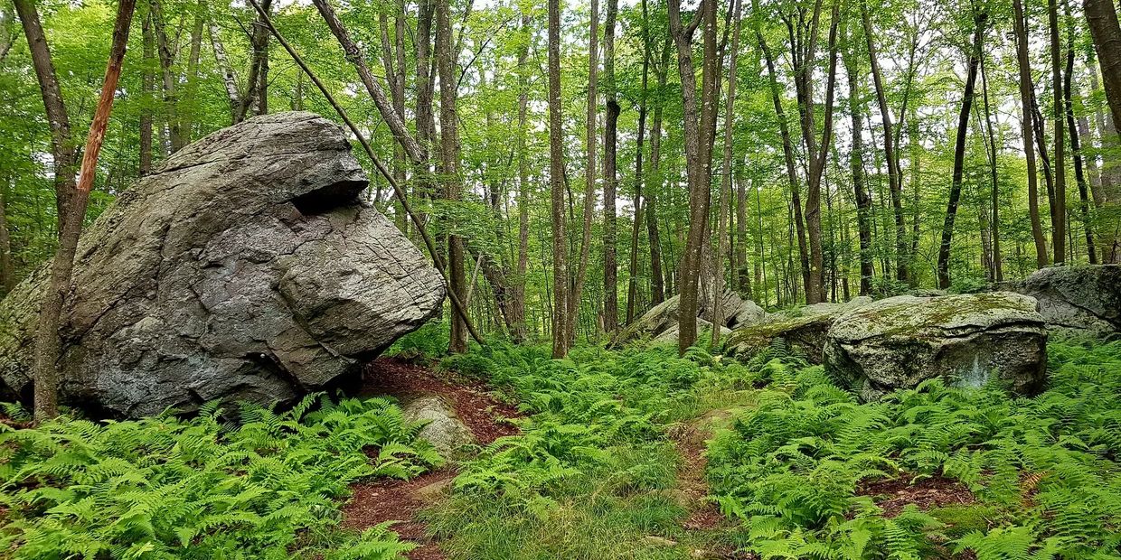 Large rock resembling a face in a lush green forest with ferns and tall trees.