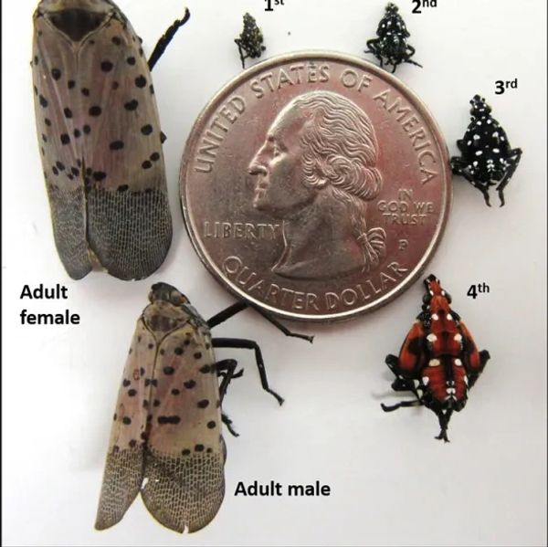 Different life stages of an insect next to a US quarter.