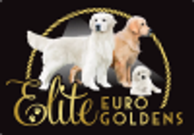 Logo featuring three golden retriever dogs with the text 'Elite Euro Goldens'.