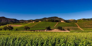 Image of rolling vineyards in Paso Robles, CA