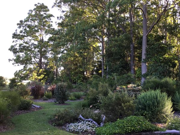 A lush garden with various bushes and tall trees in sunlight.
