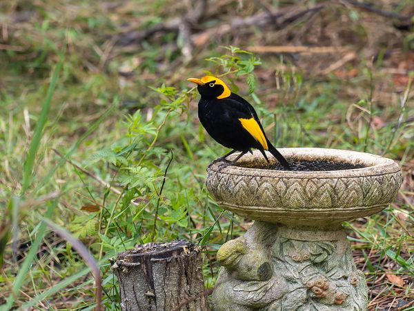 A vibrant black and yellow bird perched on a stone birdbath in a garden.