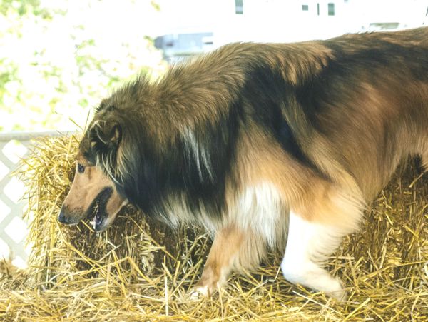 A long-haired dog walking on straw bedding.