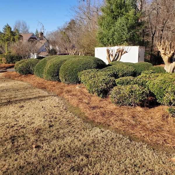 Neatly trimmed hedge and shrubs bordered by a bed of pine straw, landscaping in Rocky Face, Georgia.