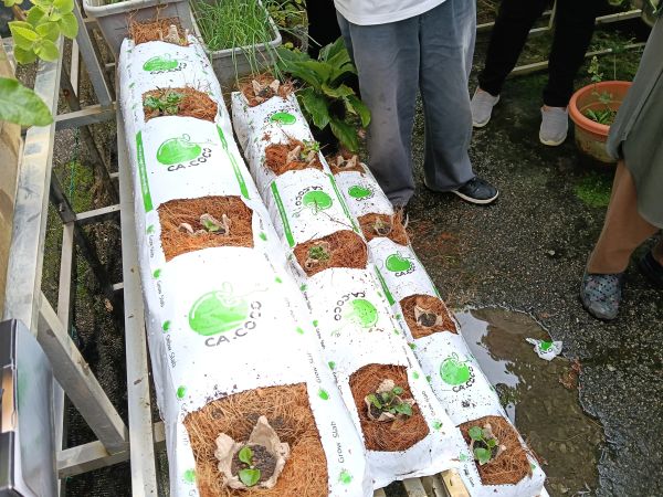 Small plants growing in grow slabs with logo CA.COCO.