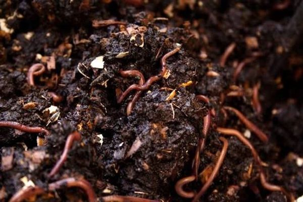 Earthworms in dark soil.