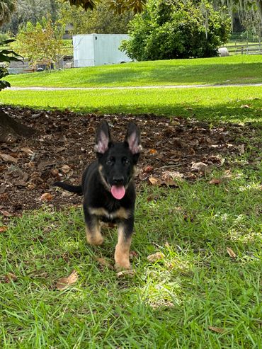 Playful German Shepherd puppy running on grass.