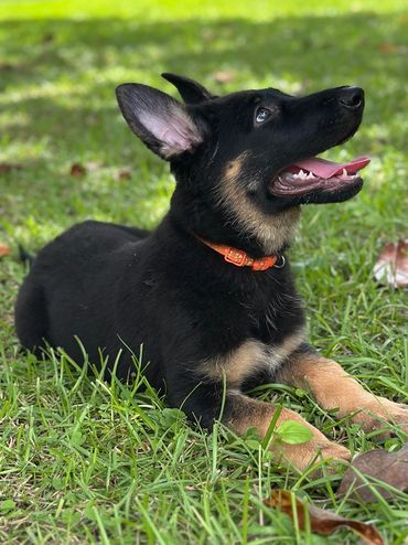 Happy German Shepherd puppy lying on grass.