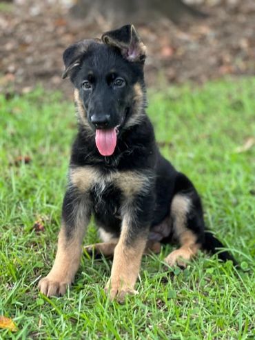 German Shepherd puppy sitting on grass with tongue out.