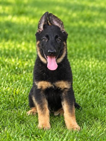 Happy German Shepherd puppy sitting on green grass.