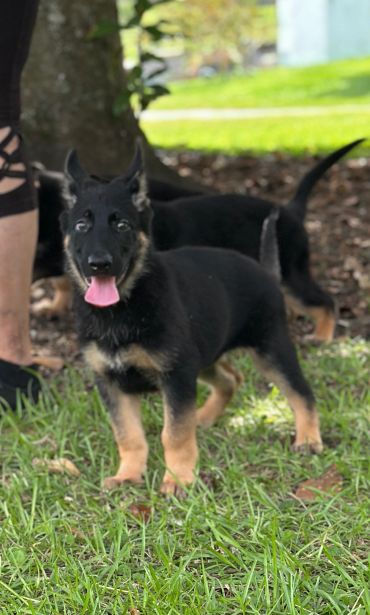 Playful German Shepherd puppy standing on grass.