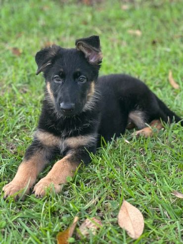 Adorable German Shepherd puppy lying on grass.