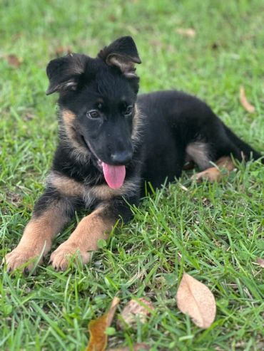 German Shepherd puppy lying on grass with tongue out.