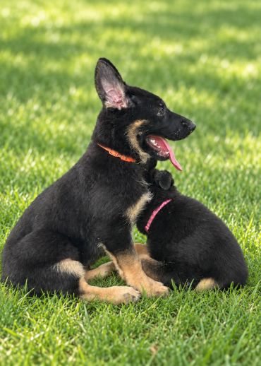 Two playful German Shepherd puppies sitting on grass.