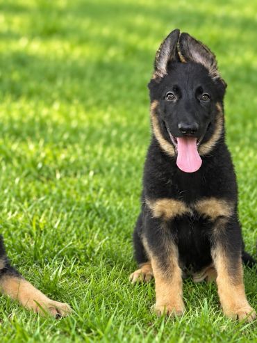 Three German Shepherd puppies sitting on grass with tongues out.