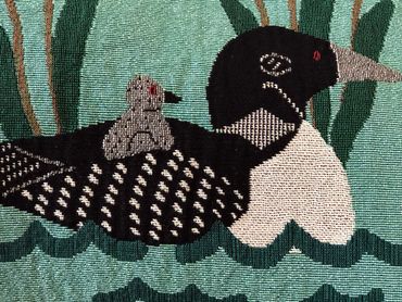Close up of weaves on female loon with chick