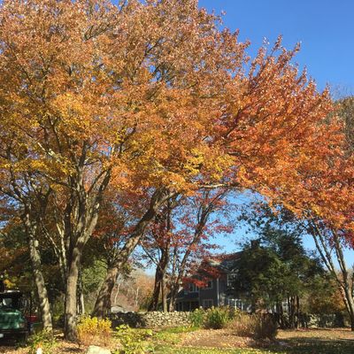 Tree pruning in Narragansett, Rhode Island