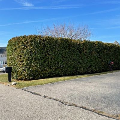 Large hedge trimming in Narragansett, Rhode Island.