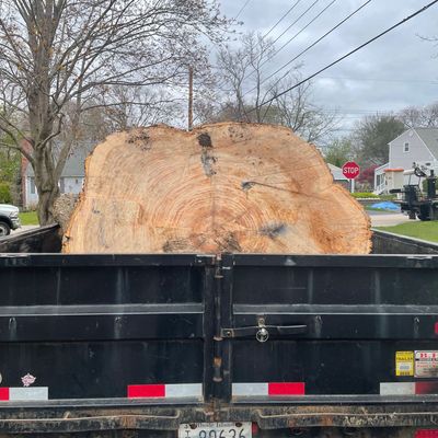 Large tree removal in Narragansett, Rhode Island
