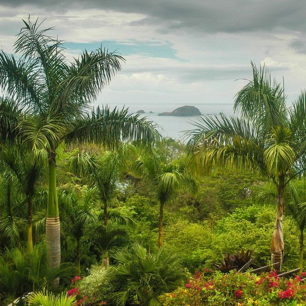 Tropical greenery with palm trees and a distant view of the ocean.