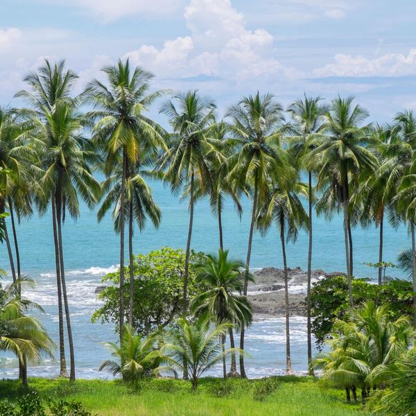 Tall palm trees by a rocky shoreline with ocean waves and a cloudy sky.