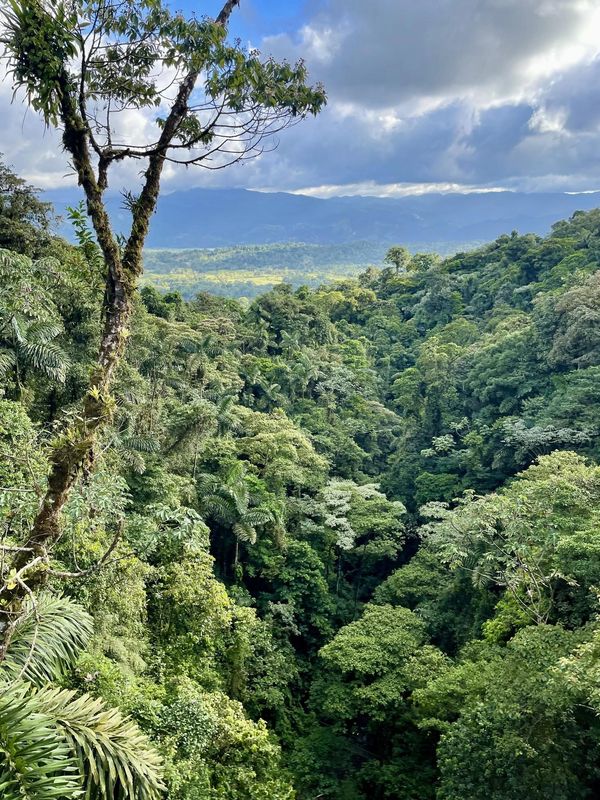 Lush green tropical rainforest under a partly cloudy sky.