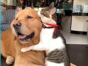 Pets who get to stay home instead of having to get boarded, keeps them relaxed, happy & together!